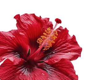 Hibiskus Extrakt zur Unterstützung der Gefäße